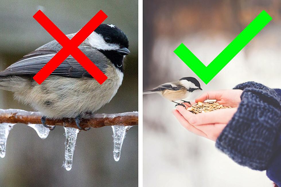Massachusetts Should Pick a New State Bird, The Chickadee Is Ours