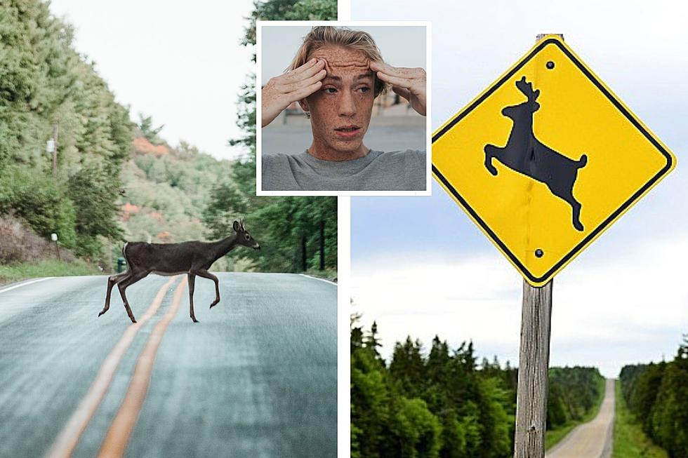 I Just Hit a Deer in Maine, What Do I Do Now?