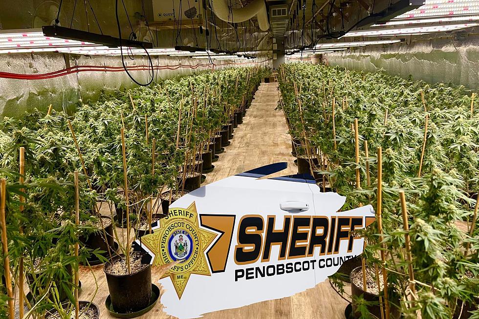 3,400+ Pot Plants Seized from Huge Illegal Grow House in Maine