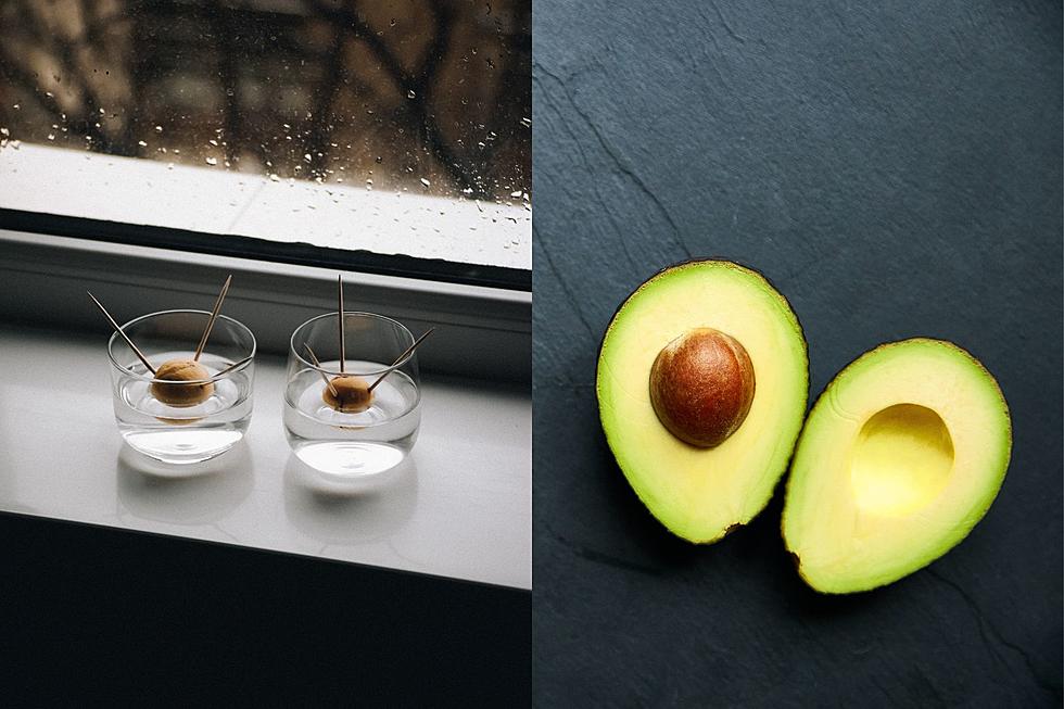 It’s Actually Wicked Easy to Grow an Avocado Tree in Maine