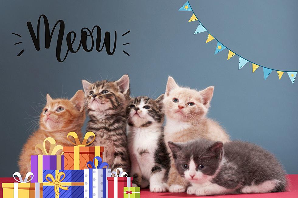 You’re Invited to a Fun and Furry Kitten Shower in Orrington