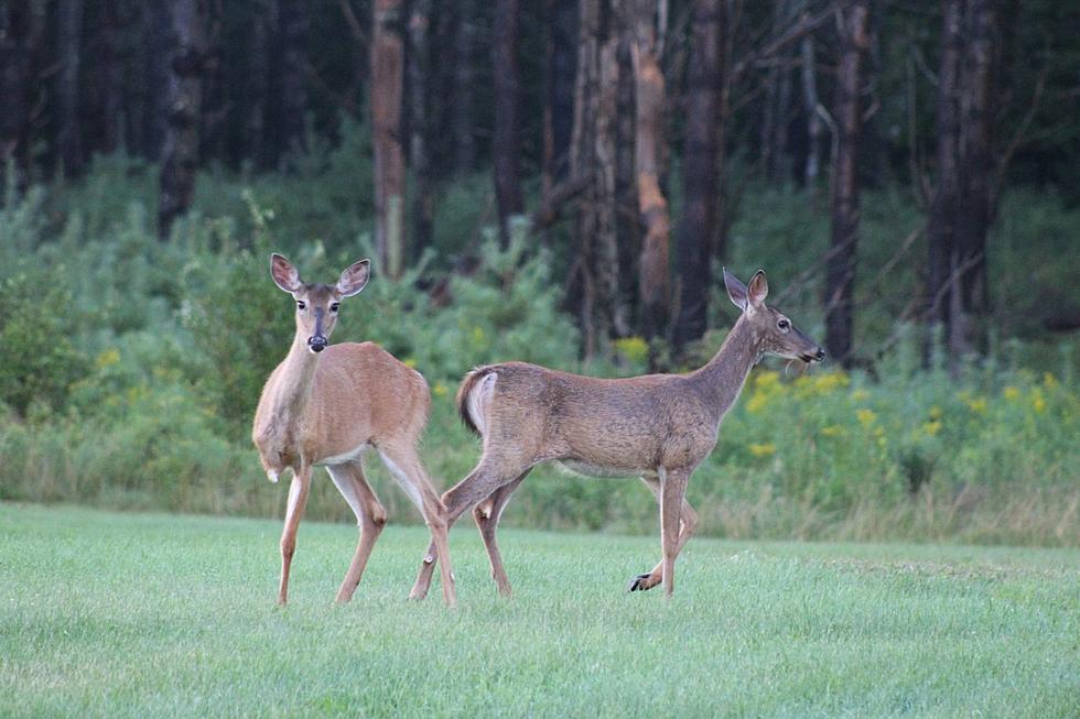 Did You Get a Maine Antlerless Deer Permit? Here&#8217;s How to Check