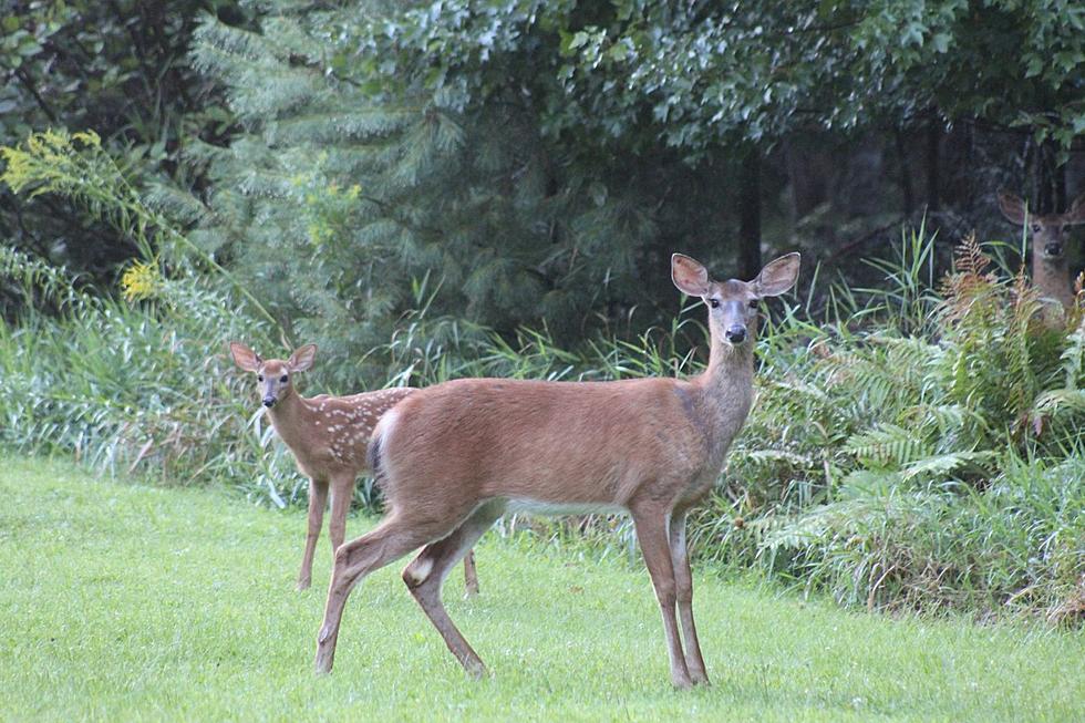 MDIFW Announces Good News for Maine Turkey & Deer Hunters