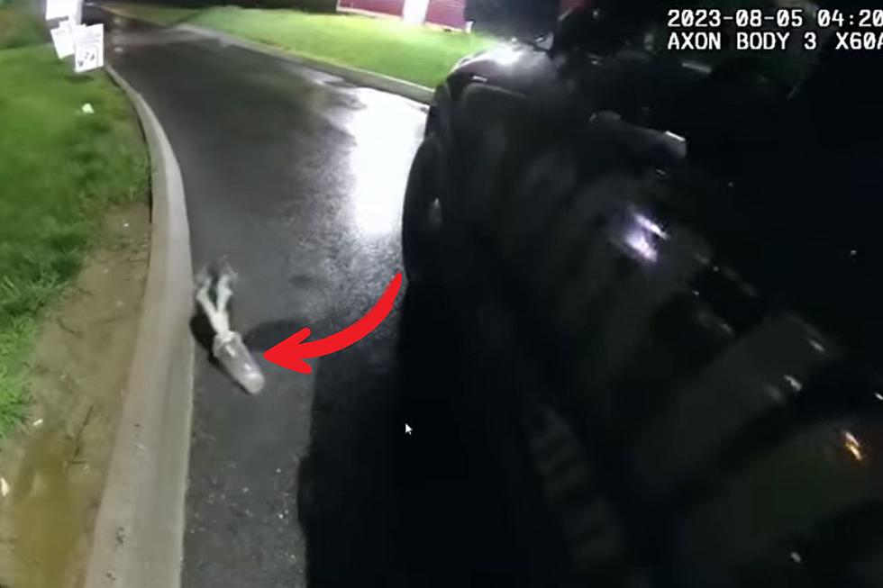 Watch &#8211; Old Town Police Officer Removes 2 Cups from Skunk&#8217;s Head