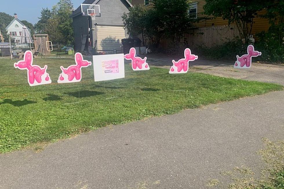 Have You Seen These Pink Dog Packs on Maine Lawns?