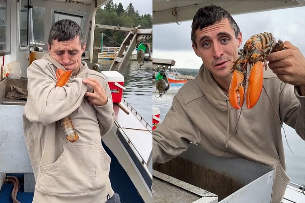 Maine Lobster Fisherman Demonstrates How to Put a Lobster to Sleep