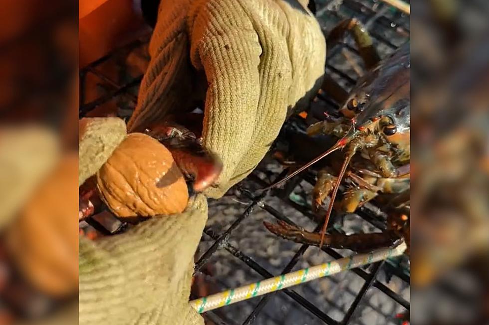 Maine Lobster Fisherman Demonstrates if a Lobster Claw Can Crack a Walnut
