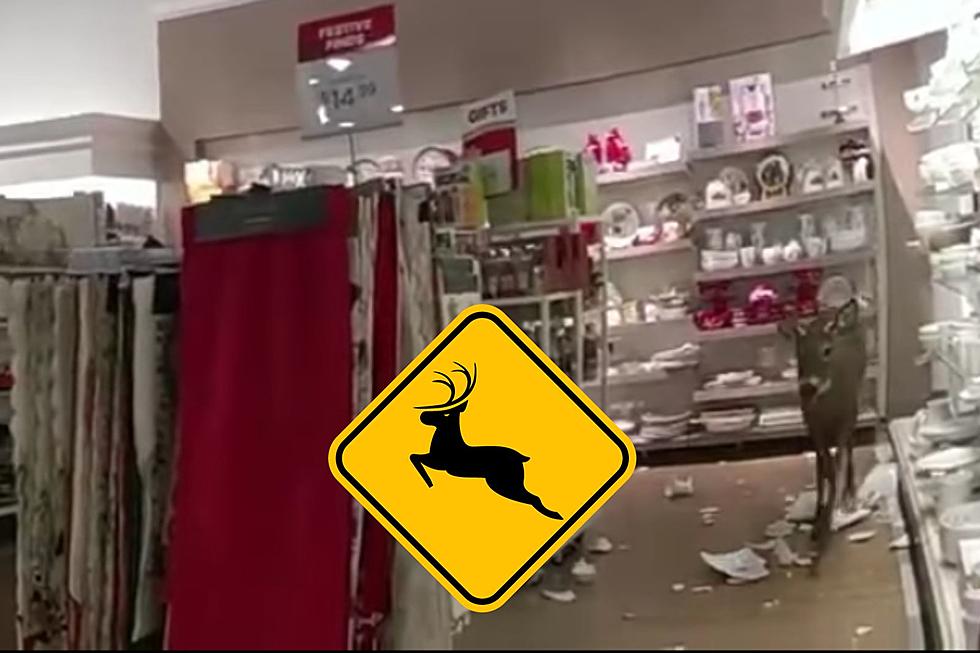 Watch as Scared Deer Trashes TJ Maxx in Rockland on Thanksgiving