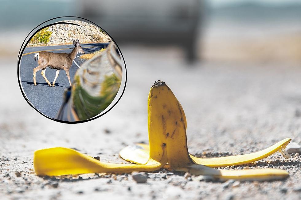 No, You Shouldn’t Throw Banana Peels Out Your Car Windows in Maine