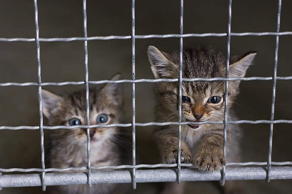 55 Cats Seized From an Auburn Home Now Deemed Uninhabitable