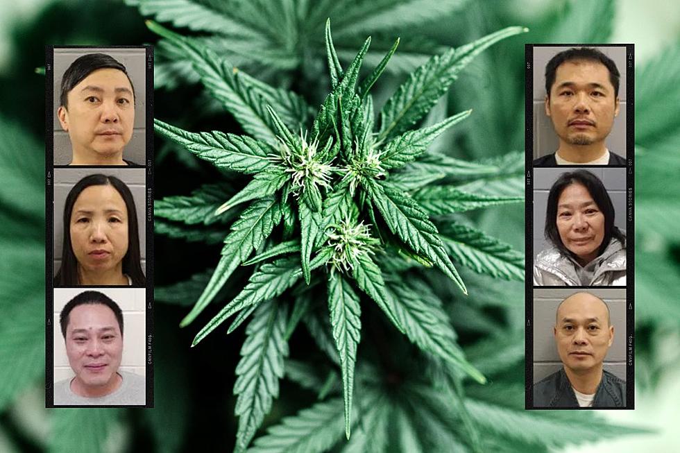 6 Face Charges in Maine after Seizure of 6K+ Illegal Pot Plants