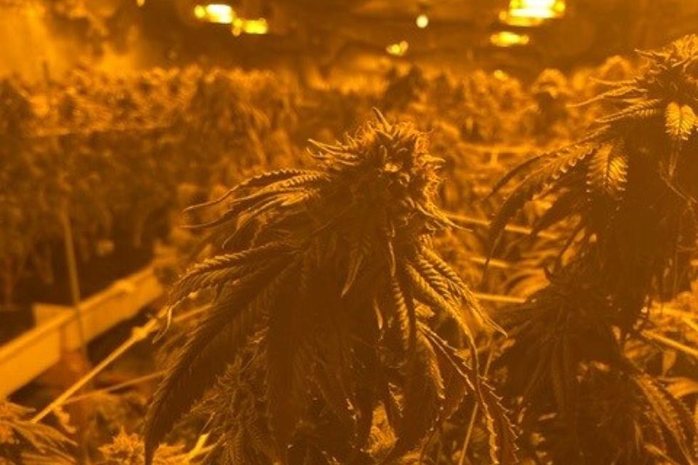 Mercer is the Latest Location of an Illegal Marijuana Grow House