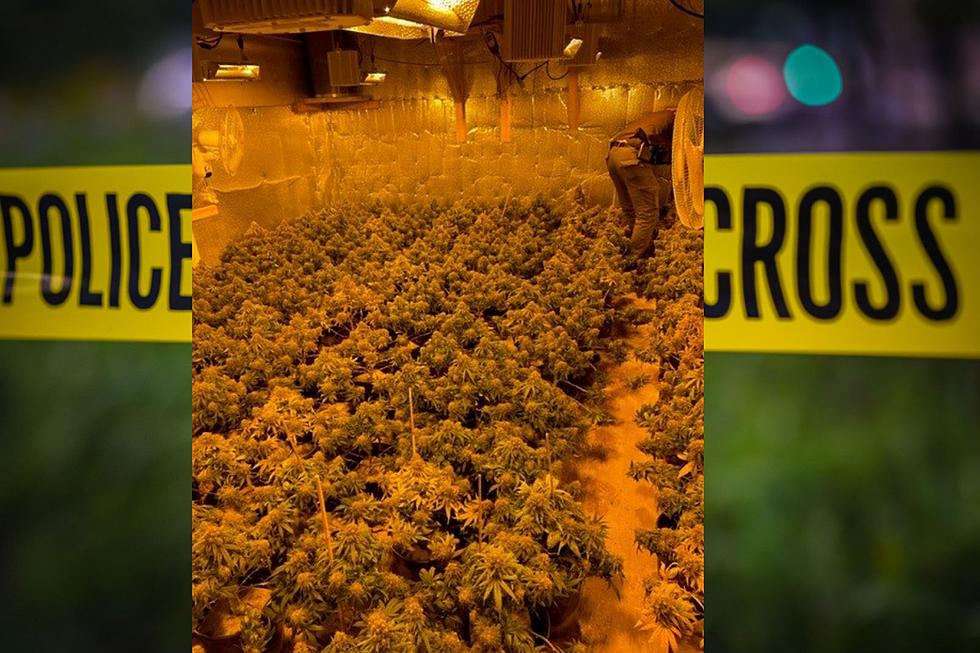 Maine Officials Seize 400+ Illegal Pot Plants and Rescue a Dog