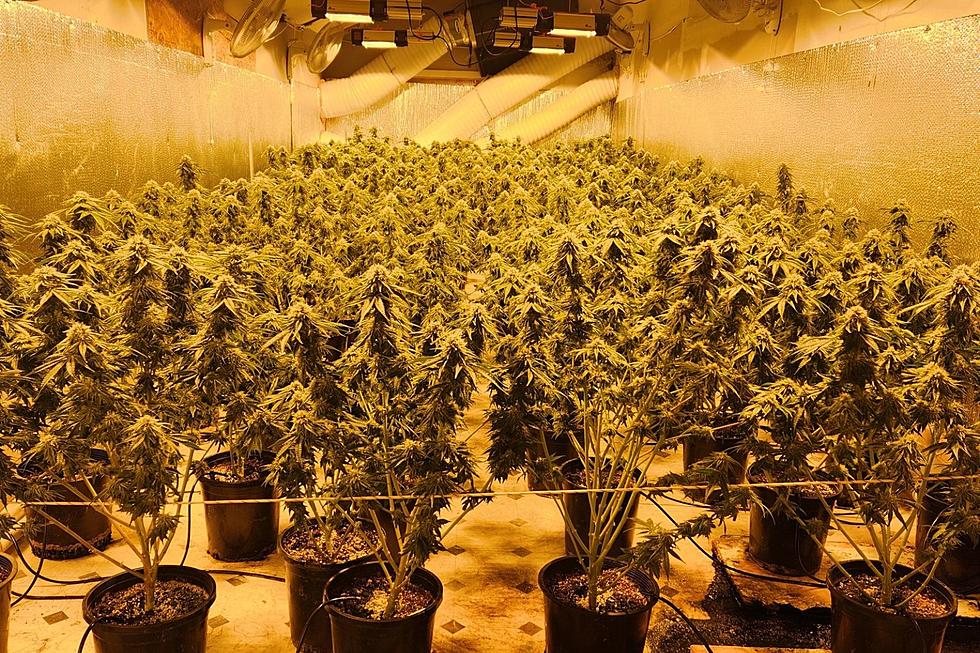 Maine Police Bust Several Illegal Asian Marijuana Grows on Friday