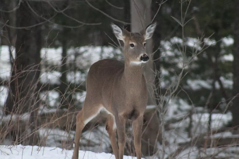 The Maine Supreme Court Says No to Allowing Hunting on Sundays