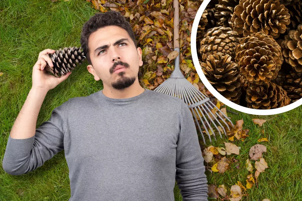 Why You Have Thousands of Pine Cones in Your Maine Yards
