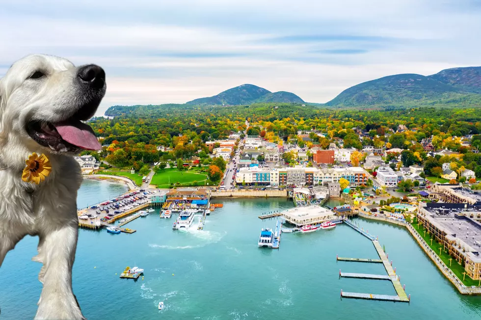 Headed to Bar Harbor, Maine? Don&#8217;t Forget Your Dog
