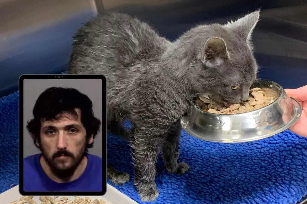 Maine Man Faces Charges for Actions That Led to a Kitten's Death