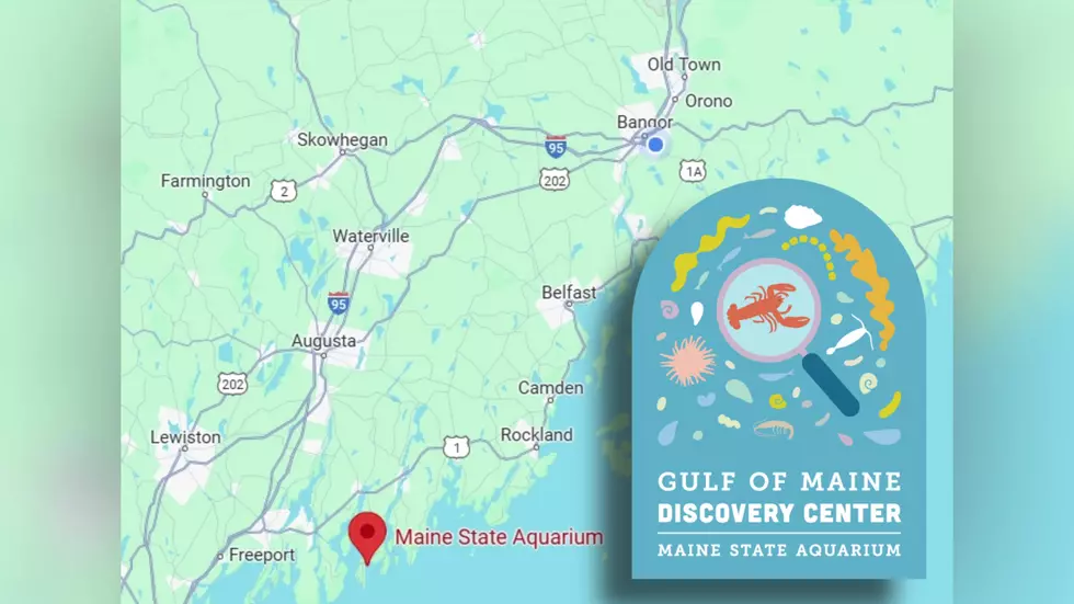 Reopening Went Swimmingly at Maine State Aquarium