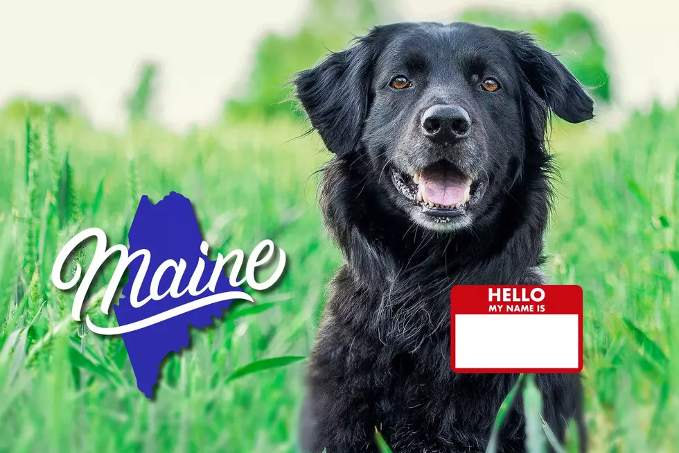 This Is the Most Popular Dog Name in Maine for 2024