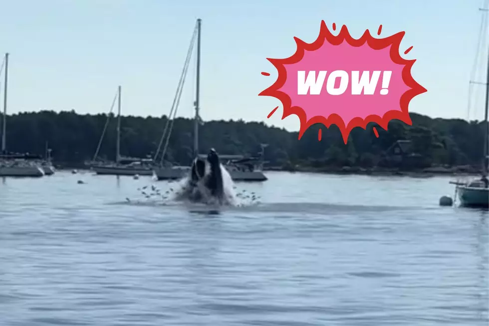 Watch As a Whale Breaches the Water in a Maine Harbor on July 4th