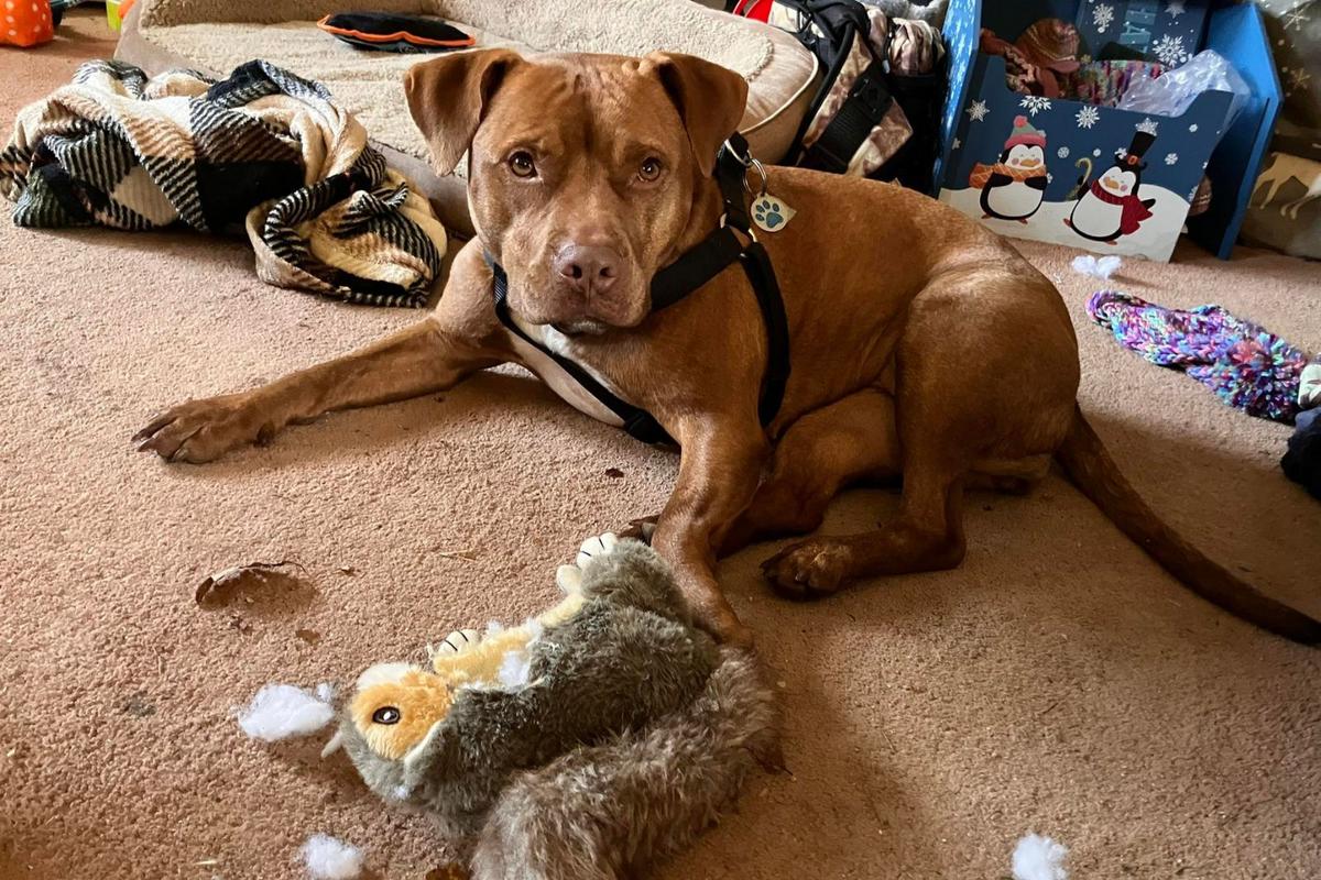 Maine Dog's Day Out Resulted in a New Home with Radio DJ