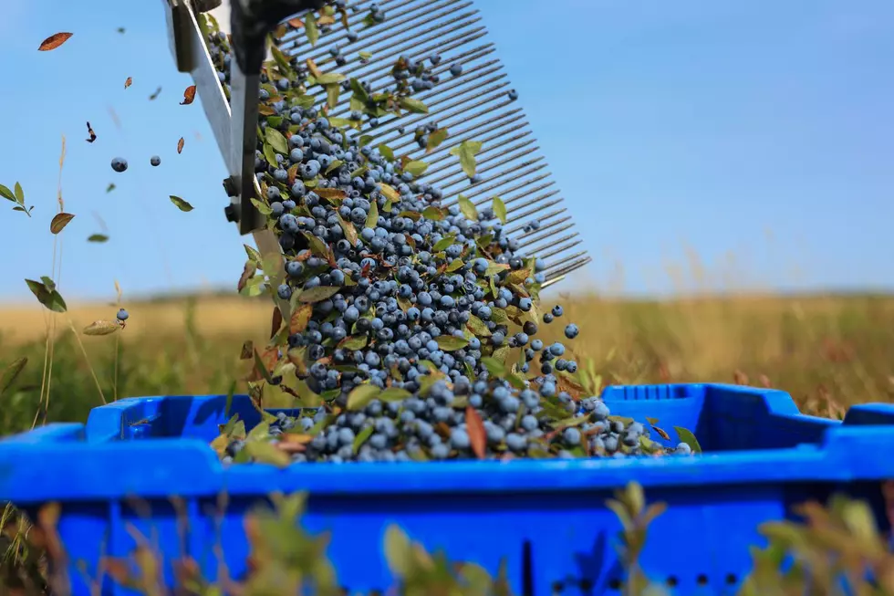 FDA Upgrades Frozen Blueberry Recall to Highest Risk Level