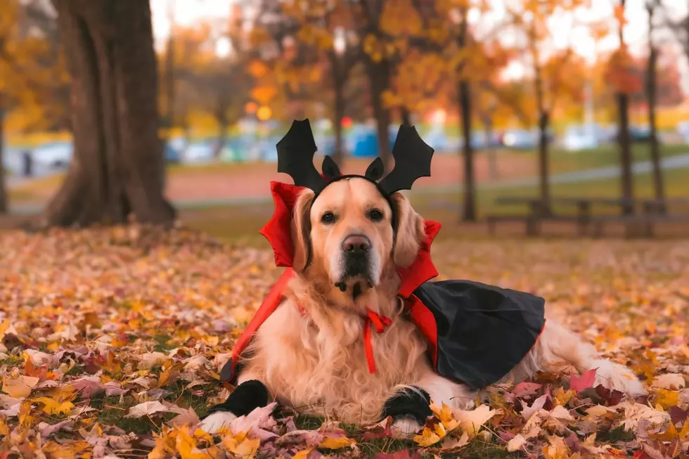 Halloween is Going to the Dogs at a Bangor, Maine Party