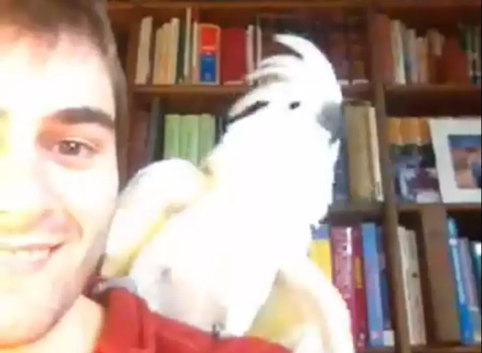 What’s Funnier Than a Dancing Cockatoo? Nothing [VIDEO]