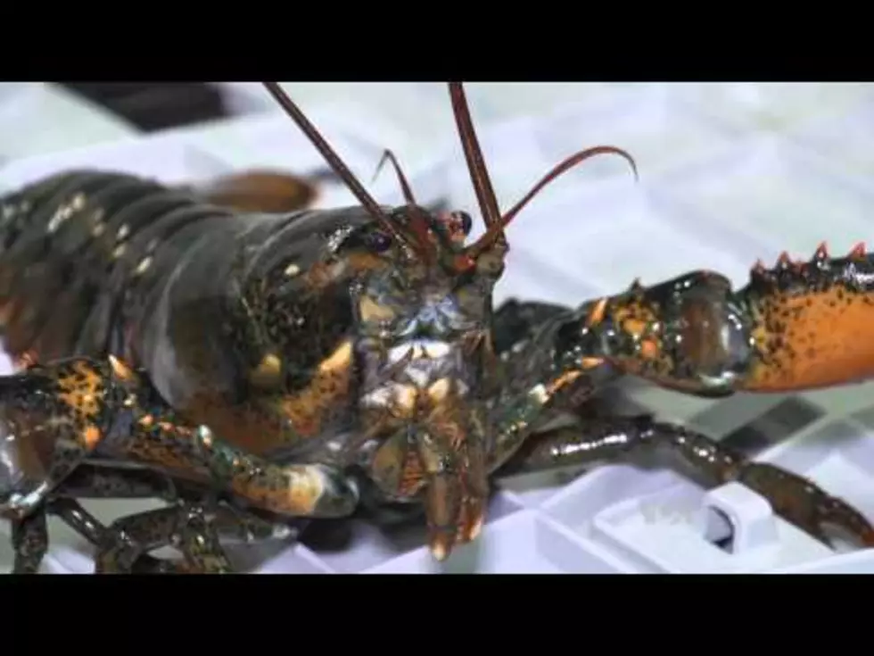 Maine Lobster Lands On Chinese Tables [VIDEO]