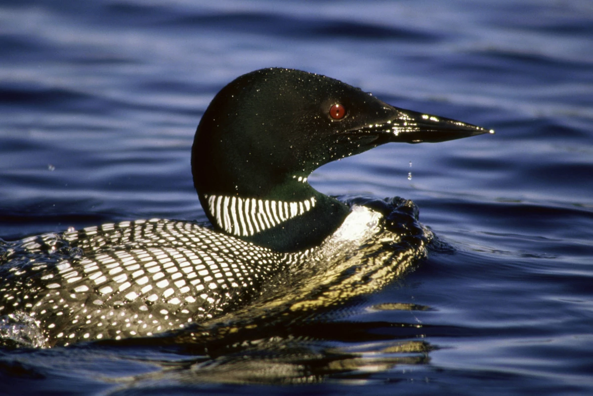 A "Wicked Mainer" Loon Festival Starts Thursday in Lincoln