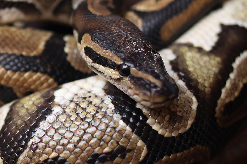 Someone Made ‘Wessie’ the Westbrook Python a Twitter Account, It’s Pretty Awesome