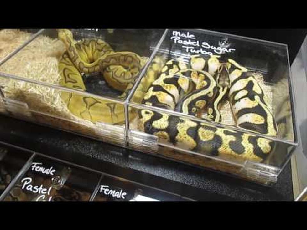 Watch Highlights From The 2016 Maine Reptile Expo [VIDEO]