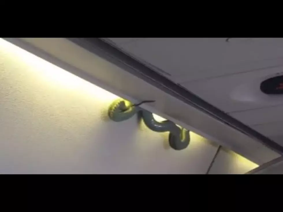 Snake Surprises Passengers On A Plane [VIDEO]