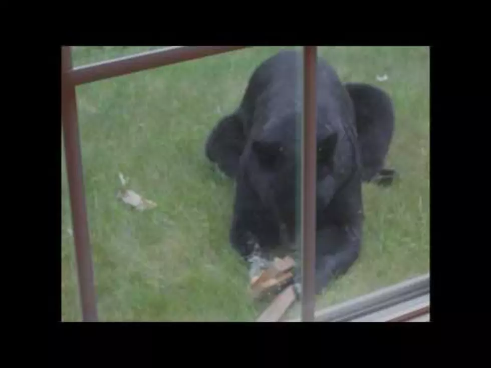 Black Bear Wanders Into A Yard In West Newfield [VIDEO]