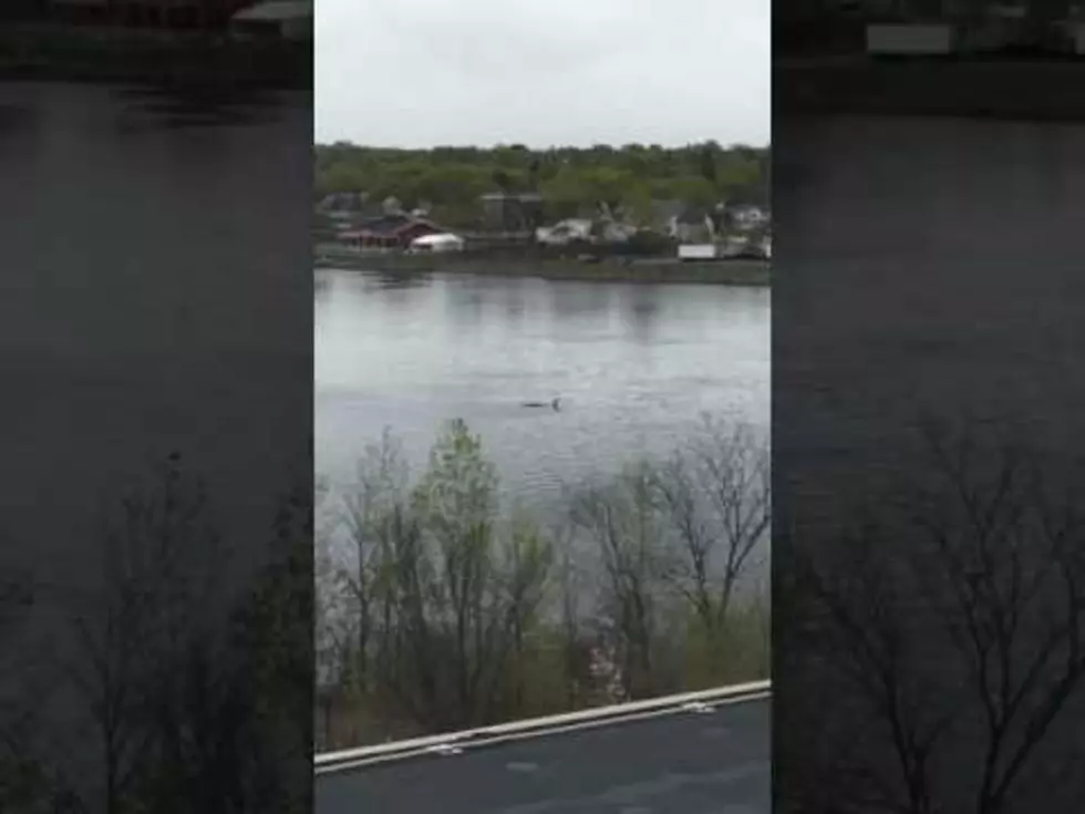 What Is This Floating In The Penobscot River? [VIDEO]