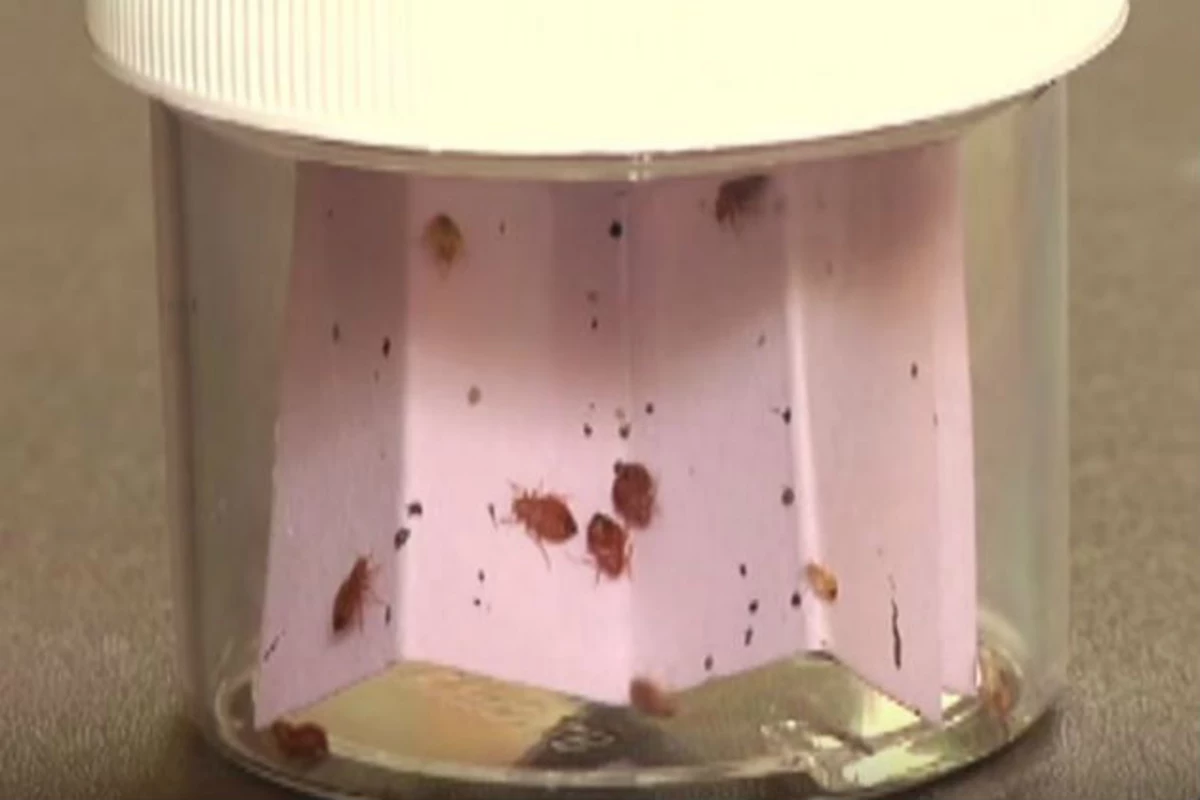 Frustrated Man Releases Bed Bugs Inside Augusta City Hall [VIDEO]
