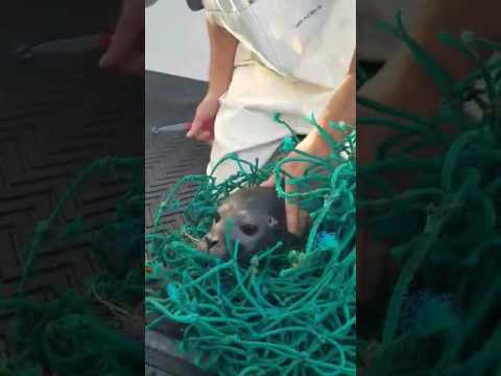 Watch Two Maine Fisherman Rescue A Seal [VIDEO]