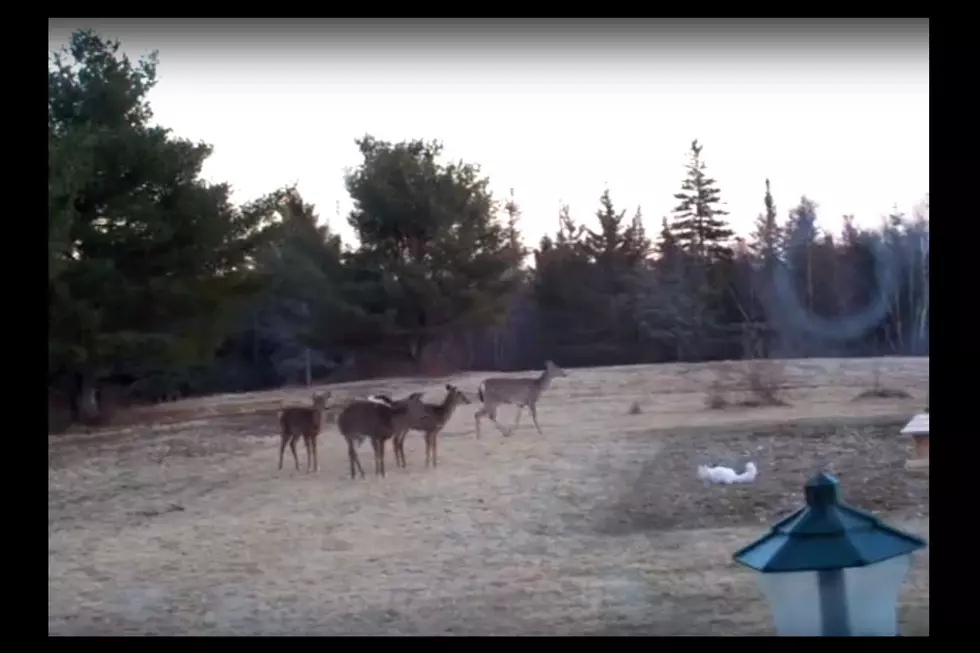 Maine House Cat Chases Herd of Deer [VIDEO]