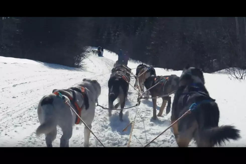 Take a 3 Minute Dog Sledding Adventure in Maine [VIDEO]