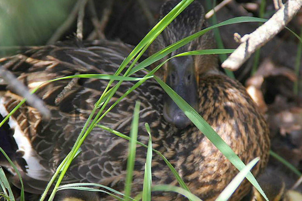Husson University Recruits Ducklings For Criminal Justice Program [PHOTO]