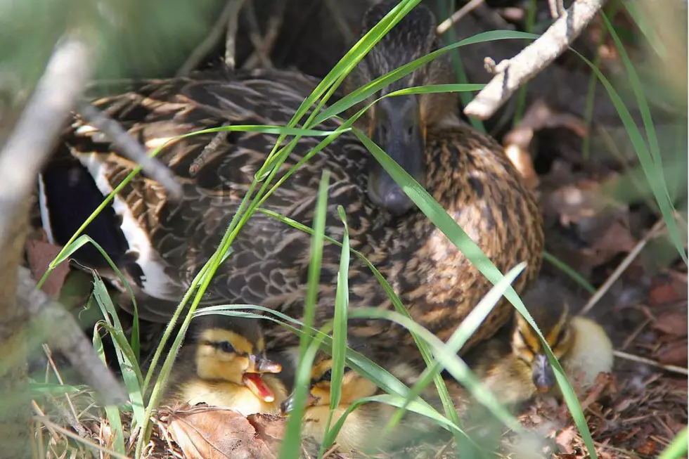 Husson University Recruits Ducklings For Criminal Justice Program [PHOTO]