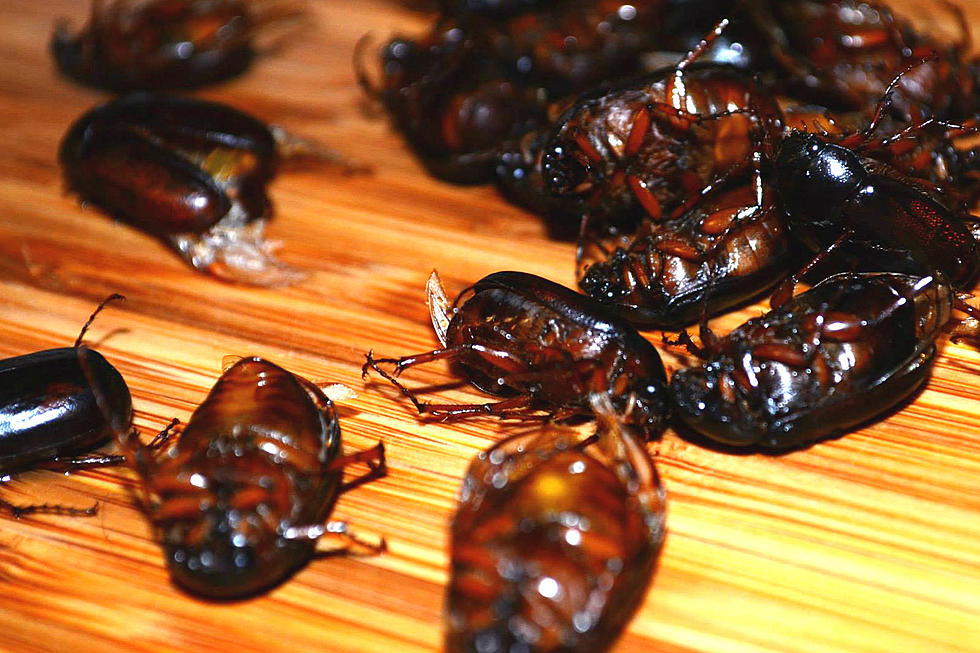 June Bug Season… For Your Dinner Plate? [PICS]