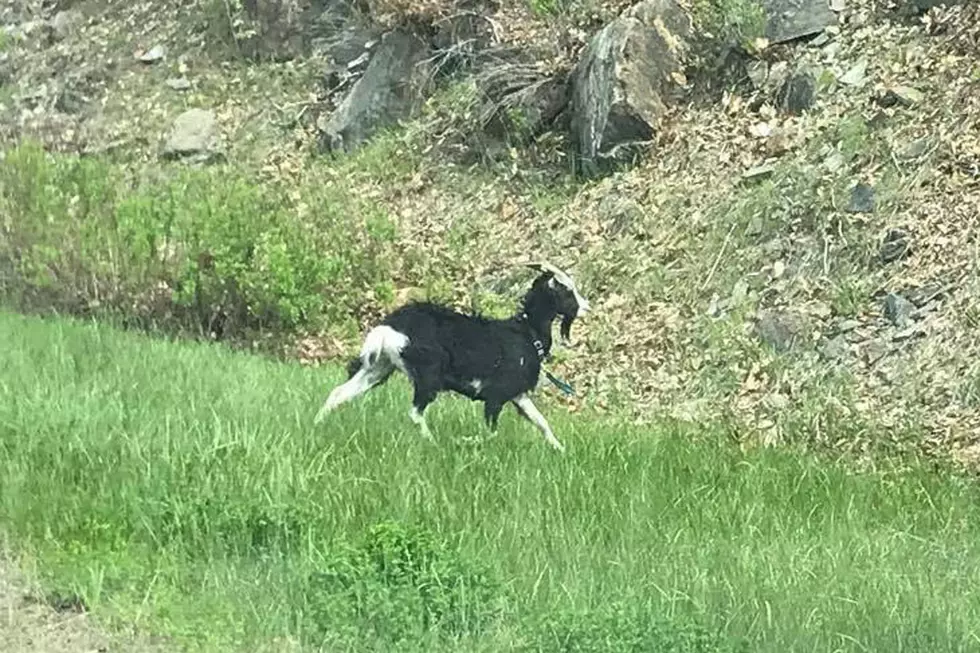 If You See This Feral Goat In Dedham, Here&#8217;s What To Do