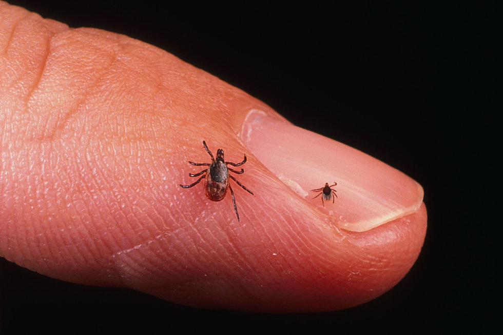 Mainers Could See More Resiliency, Activity In Ticks Carrying Lyme Disease