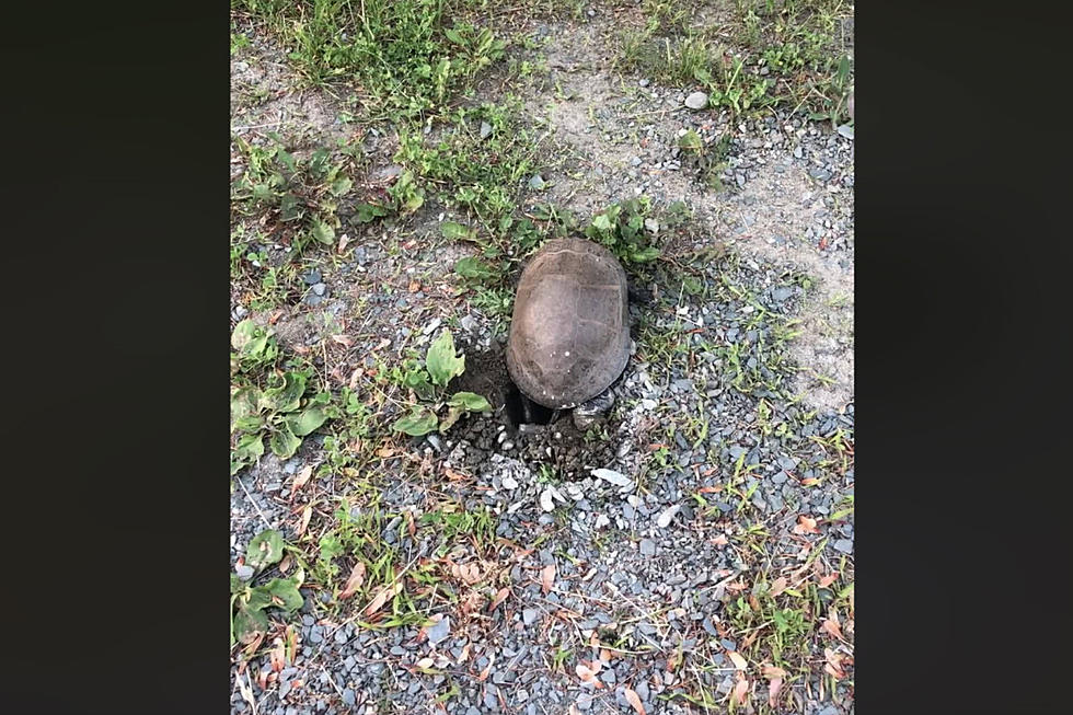 Video Shows Turtle Nesting On Pushaw Lake [WATCH]