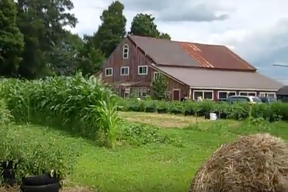 Bangor Area Farms to Visit This Weekend for Open Farm Day