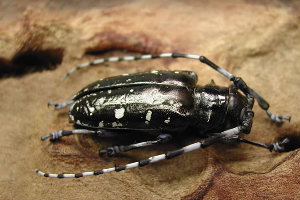 Be On The Lookout for This Invasive Beetle