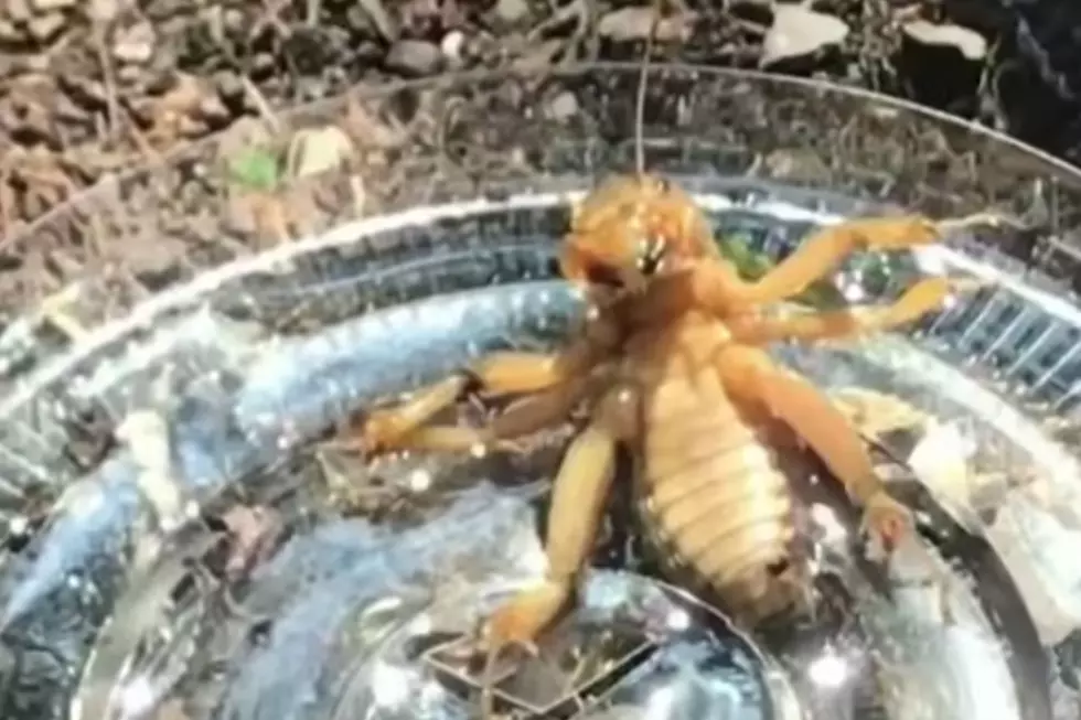 Watch Funny Viral Video That Captures Alien Visit By Potato Bug