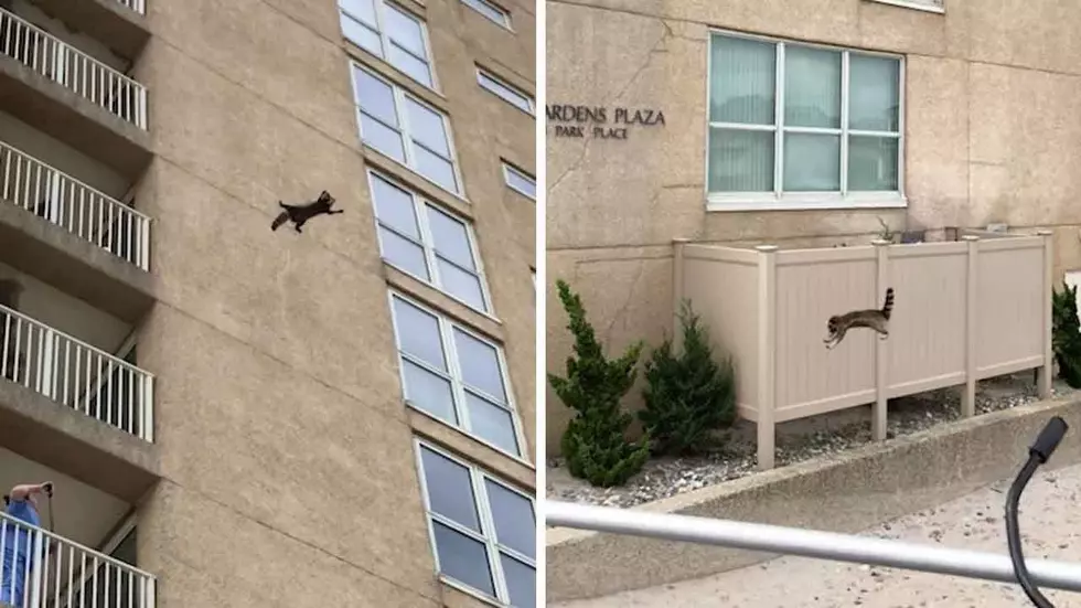 Watch A Raccoon Jump From 9th Floor Of A Building